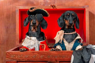 two dogs, dachshunds, in festive pirate costumes, climbed into the treasure chest and cheerfully look out of it