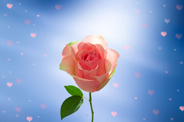 Bright beautiful rose of pink color with green leaves close-up on an abstract blue background with hearts