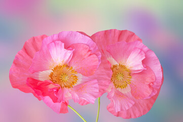 Two beautiful bright pink poppies close-up on an abstract colorful background