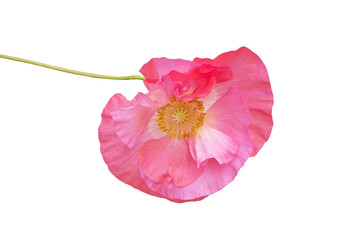 One beautiful bright pink poppy close-up on a white isolated background