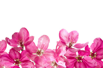 Beautiful bright pink cherry flowers close-up on a white isolated background