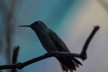 hummingbird in flight