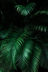 Tropical foliage green dark background