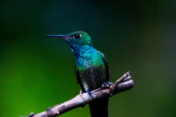 Fototapeta na wymiar hummingbird on a branch