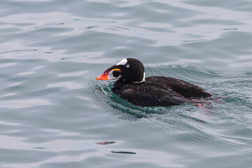 Male Surf Scooter in wintering home of warm California bay.