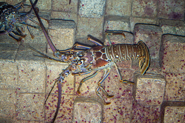 Warm water lobster in Aquarium