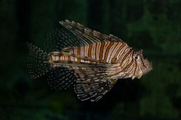 Obraz na płótnie Canvas Salt water fish in Aquarium