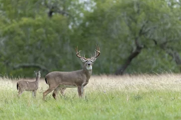 Gordijnen White tailed deer buck on Texas farmland © Dennis Donohue