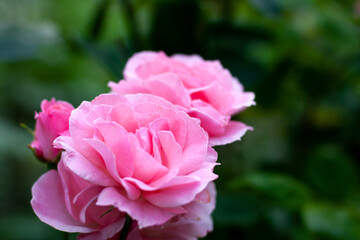 Close up of beautiful pink roses at the left  from above with blurry green leaves background in garden. Nature flora beauty and eco concept with copy space as a template.