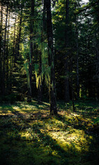 Fototapeta premium Dark forest, nature view Tillamook State Forest, Oregon. Forest background