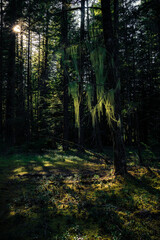 Fototapeta premium Dark forest, nature view Tillamook State Forest, Oregon. Forest background