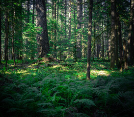 Dark forest,  nature view  Tillamook
State Forest, Oregon. Forest background