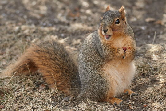 fox squirrel eating