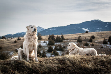 Obraz premium Sheepdogs guarding sheep on the hill