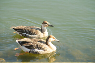 Two swan geese swimming in pond