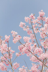 ハイキー調に写した河津桜	
