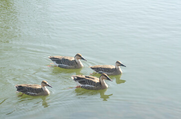 Four swan geese swimming in pond