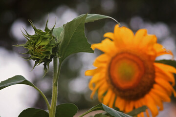 close up of the growing sunflower