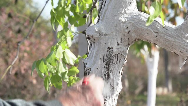 Gardener paints tree trunk with slaked lime to protect bark from parasites and harmful environmental influences, close up. Person harms nature by rash actions, painting over a tree with white paint