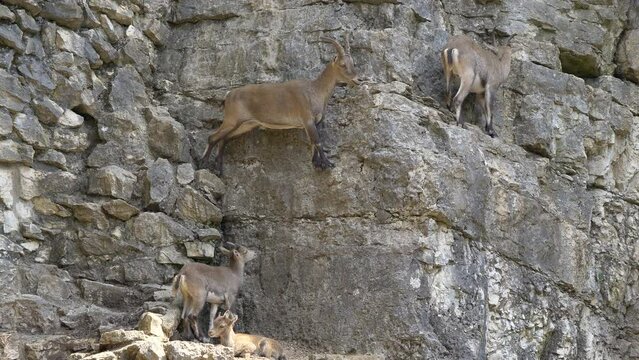 Family of climbing Capra Ibex on steep rocky mountains during sunlight,close up