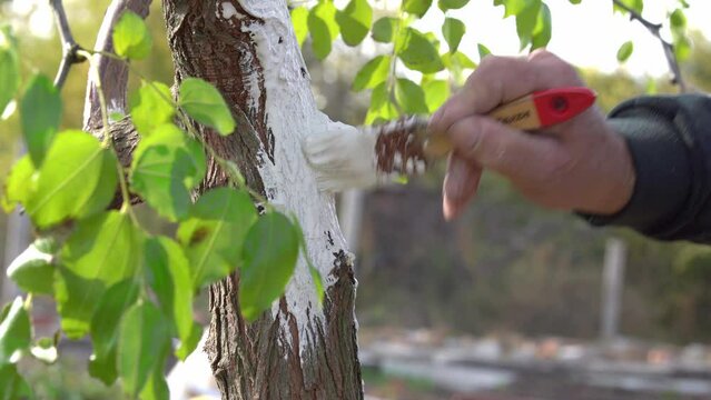 Person carefully paints over the bark on trunk with slaked lime, preparing trees in garden for wintering and protecting from pests and harmful environmental influences, close up