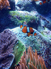 clownfish swimming around the coral