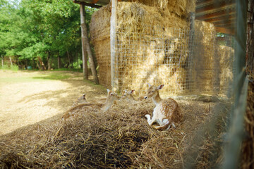 Wild deers at a zoo on summer day. Watching reindeers on a farm.