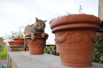 Stray cat sleeping in flower pot in Civita di Bagnoregio village, located on top of a volcanic tuff...