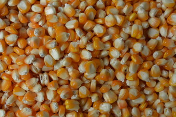 corn close up. can use for background