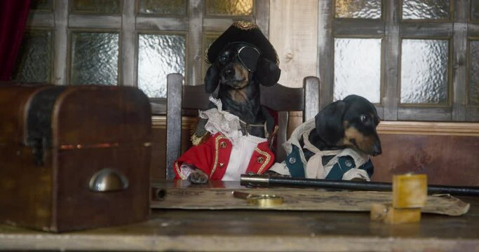 Cute black dachshunds dressed as pirates in colorful jackets sit on captain chair AT table with treasure chest in ship cabin