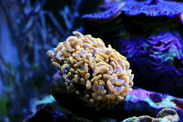 Naklejka na ściany i meble Euphyllia Ancora - Hammer coral, Large stony polyps