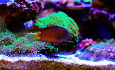 Blue Eye Tang Fish, Twospot Bristletooth - Ctenochaetus binotatus