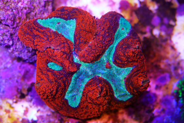 Symphyllia sp. -  Large polyps stony coral in reef aquarium tank