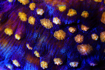 Colorful chalice coral in closeup photography scene