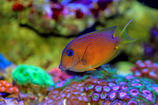 Blue Eye Tang Fish, Twospot Bristletooth - Ctenochaetus binotatus