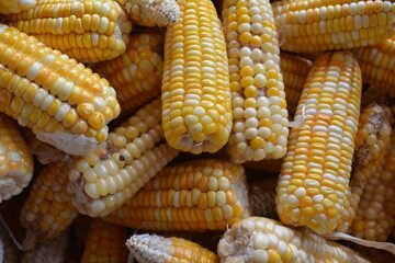 pile of golden corn. soft focus corn. can use for background. pile of corn that has been peeled from the skin