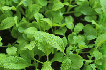 Microgreens in water drops close-up. Chinese cabbage. Cultivation of microgreens.Wating microgreens and seedlings