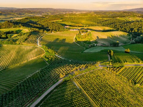 Aerial view of endless rows of grapevines around San Gimignano town. Vineyards, plantations of grape-bearing vines grown for winemaking in Tuscany, Italy