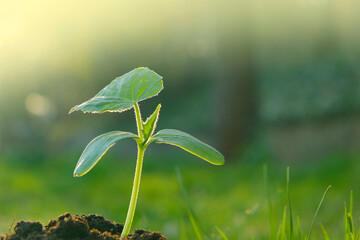 Green seedling in the ground. Green sprout in soil. Agriculture and farming concept. seedling...