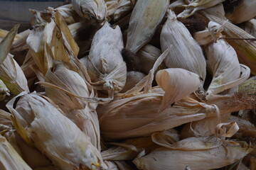 pile of corn that has been peeled from the corn husk.