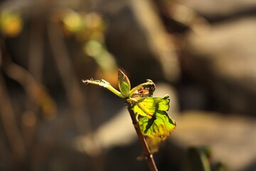 小春日和の春を待つ植物の新芽