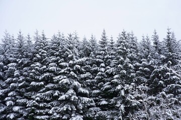 snow covered trees