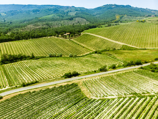 Aerial view of endless rows of grapevines around Orvieto town. Vineyards, plantations of...