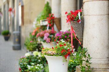 Flowers in the streets of the famous Orvieto, a medieval hill town, rising above the almost-vertical faces of tuff cliffs and surrounded by its vineyards and wineries, Italy.