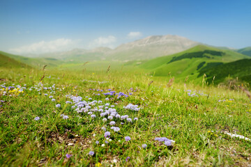 Wild flowers of Piano Grande, large karstic plateau of Monti Sibillini mountains. Beautiful green fields of the Monti Sibillini National Park, Italy.