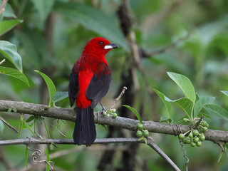 Brazilian Tanager
Ramphocelus bresilia
Tie-sangue
