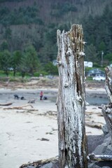 tree trunk on the beach with people in background