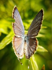 butterfly on a leaf