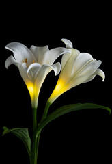 gleamy white lily on black background