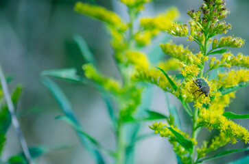 セイタカアワダチソウ